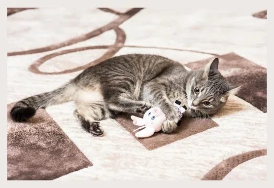 Kedili Evler İçin Halı Tercihleri